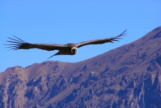 Arequipa: 4 Días / 3 Noches